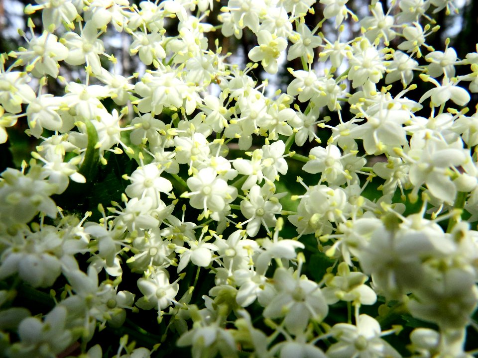 Sambucus nigra Kiev