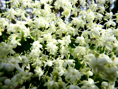 Sambucus nigra Kiev