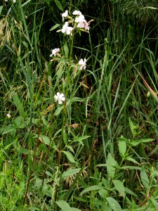 Saponaria officinalis Kiev1