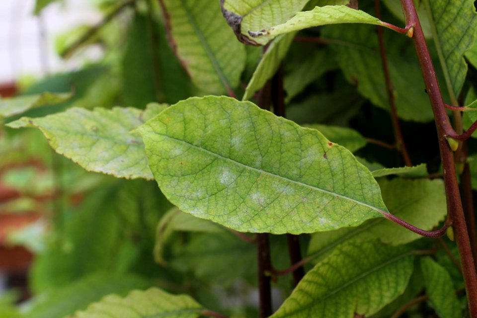 Salix caprea 9999 6