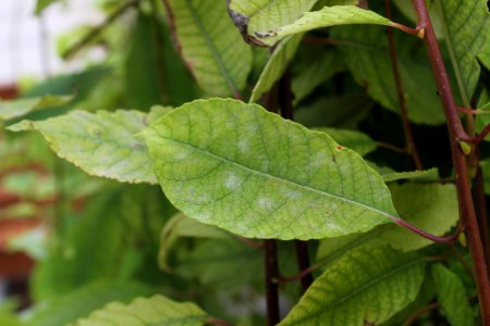 Salix caprea 9999 6