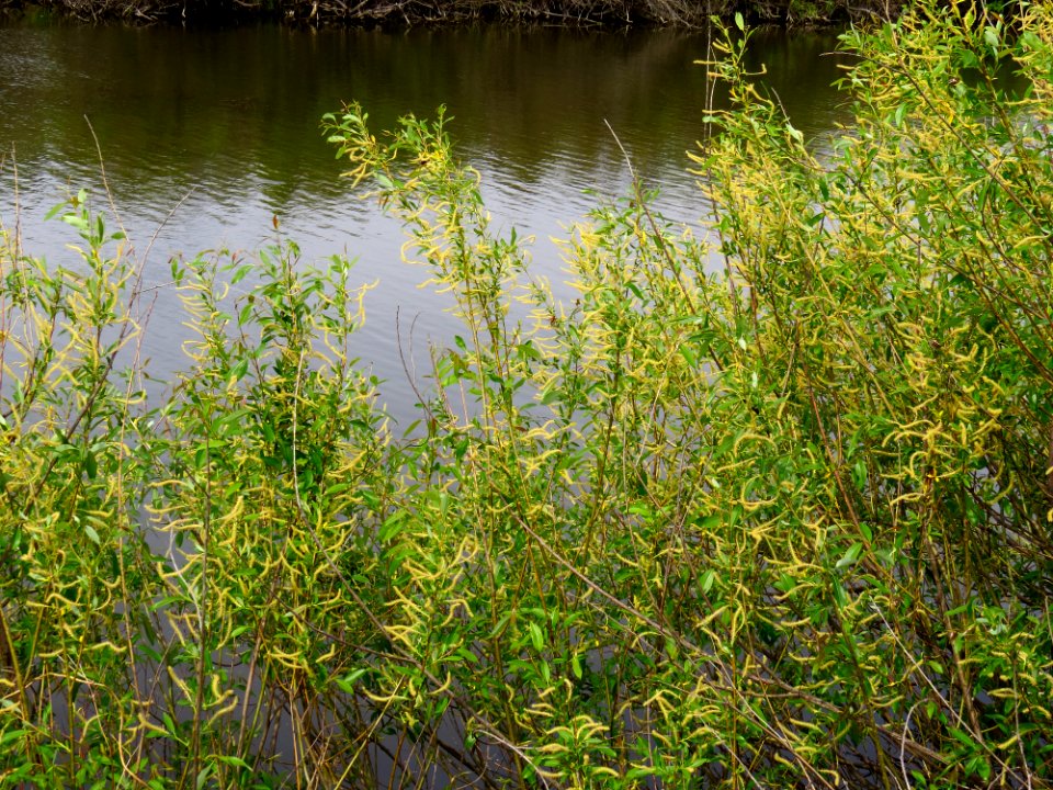 Salix triandra Stara Desna Zazymya