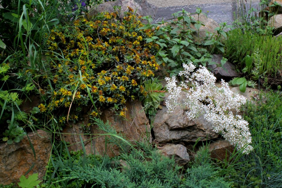 Saxifraga cotyledon 7778