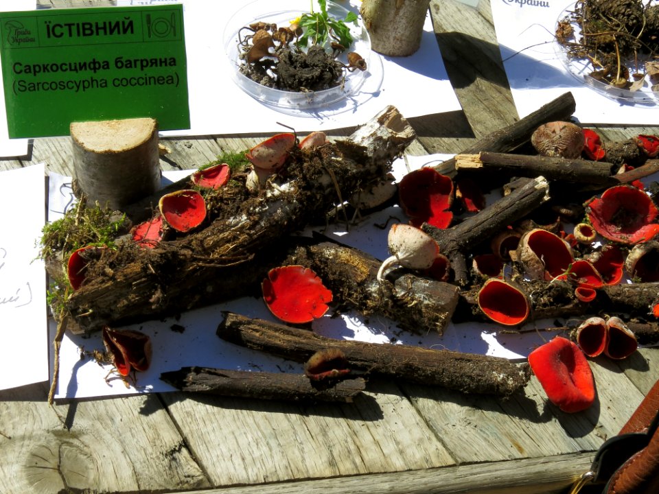 Sarcoscypha coccinea Kiev1
