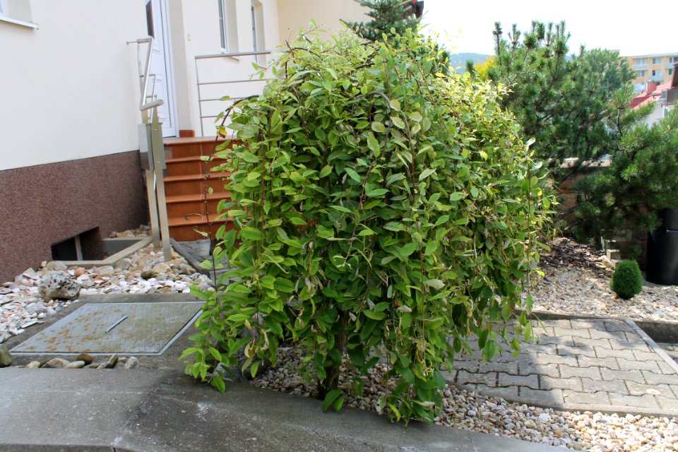 Salix caprea 9999 4