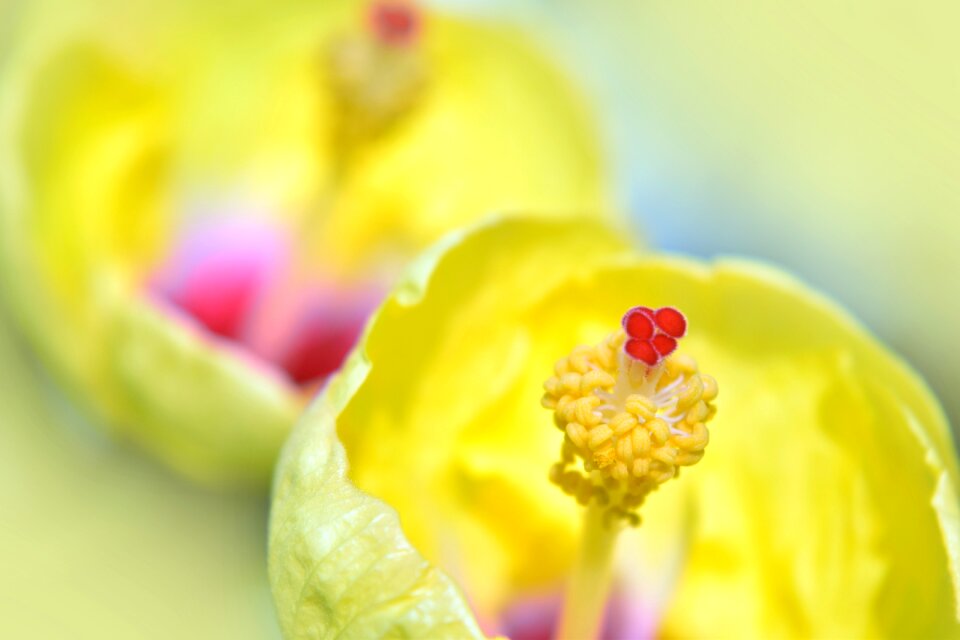 Nature pistil style