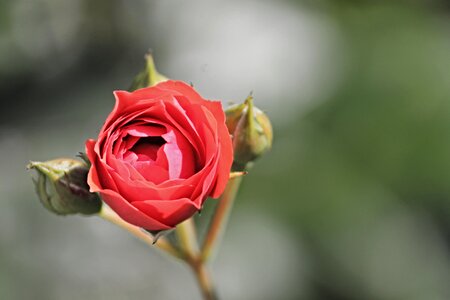 Rose bloom bud flower photo