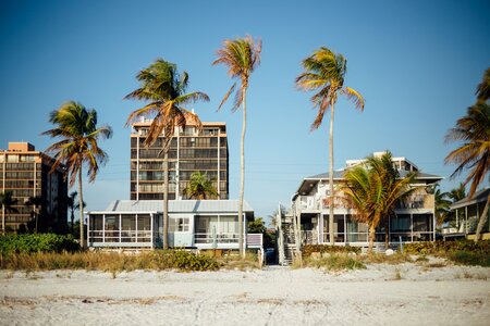 Palm trees plants