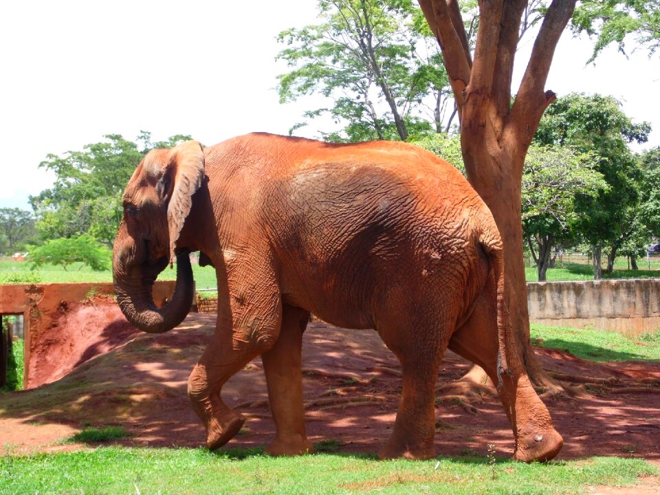Elephant jungle savannah