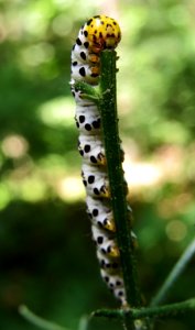 Shargacucullia lychnitis1