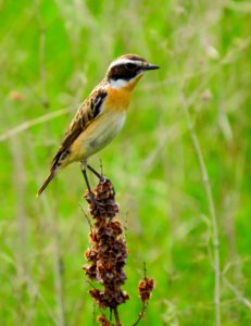 Saxicola rubetra Zazymya