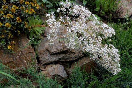 Saxifraga cotyledon 7780 photo