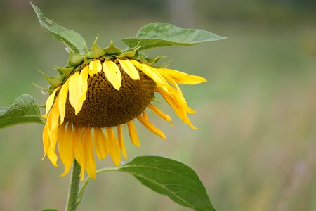 Yellow summer flower photo