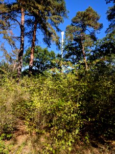 SendemastDammheide