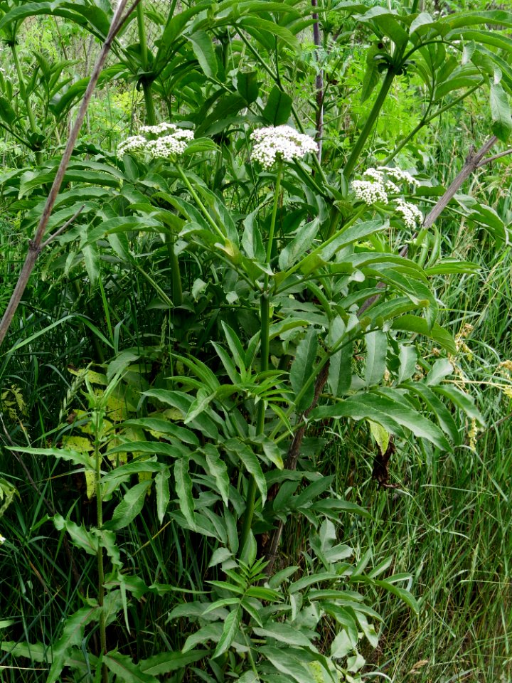 Sambucus ebulus Kiev1