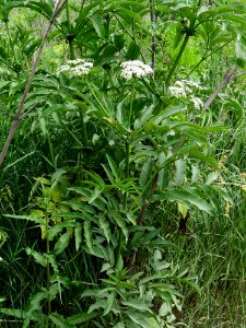 Sambucus ebulus Kiev1