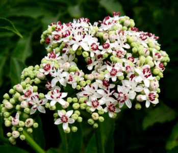 Sambucus ebulus Kiev2