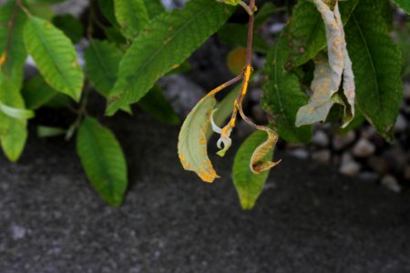 Salix caprea 9999 9