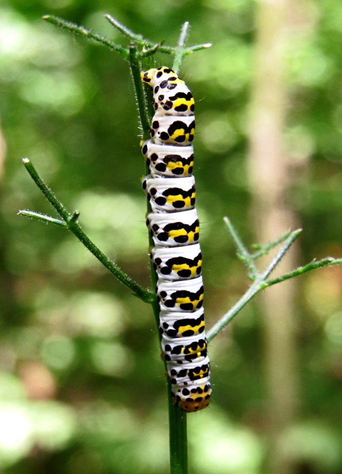 Shargacucullia lychnitis3