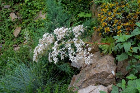 Saxifraga cotyledon 7801