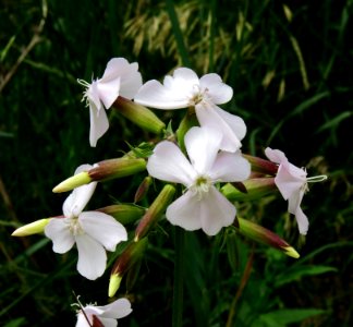 Saponaria officinalis Kiev2