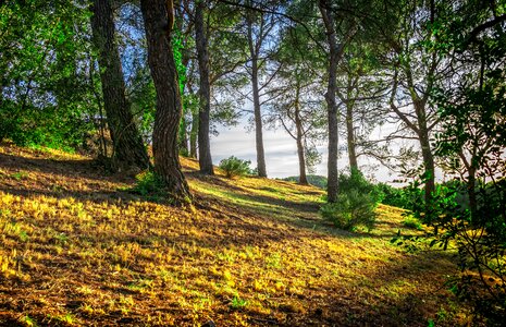 Light idyll sun