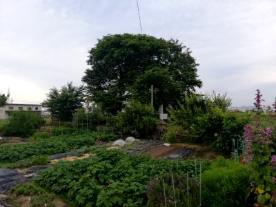 Senzoku Kofun Group Kuyōzuka Kofun 20210606 01