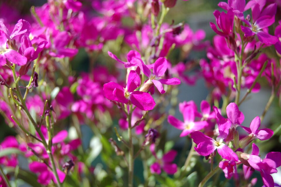 Bloom rosa pink flowers