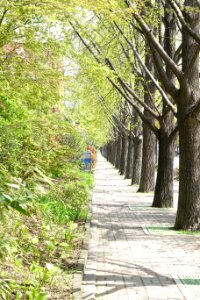Row of trees on sidewalk