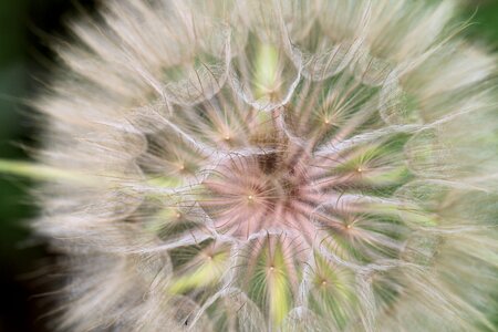 Close up macro plant