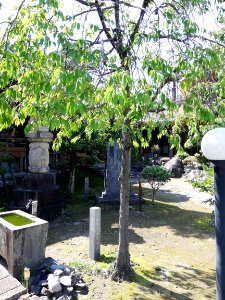 Shōgenzan Saiyō-ji Temple 20210529 03