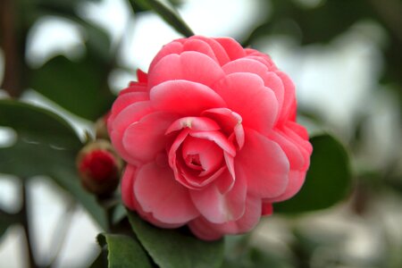 Flower rose love photo