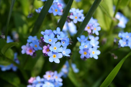 Flower spring blue photo