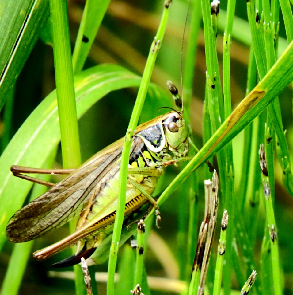 Roeseliana roeselii1