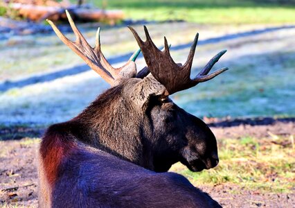 Bull head wild animal photo