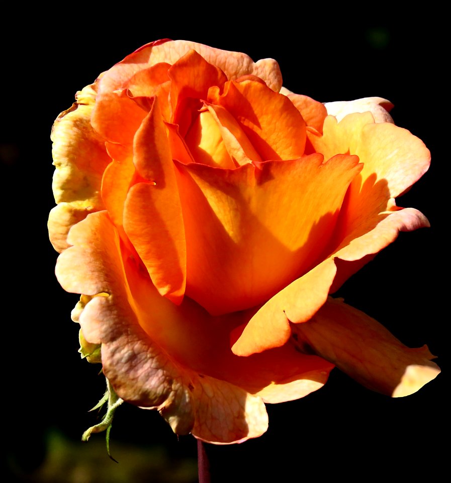 Rosa 'Louis de Funès' 07