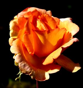Rosa 'Louis de Funès' 07