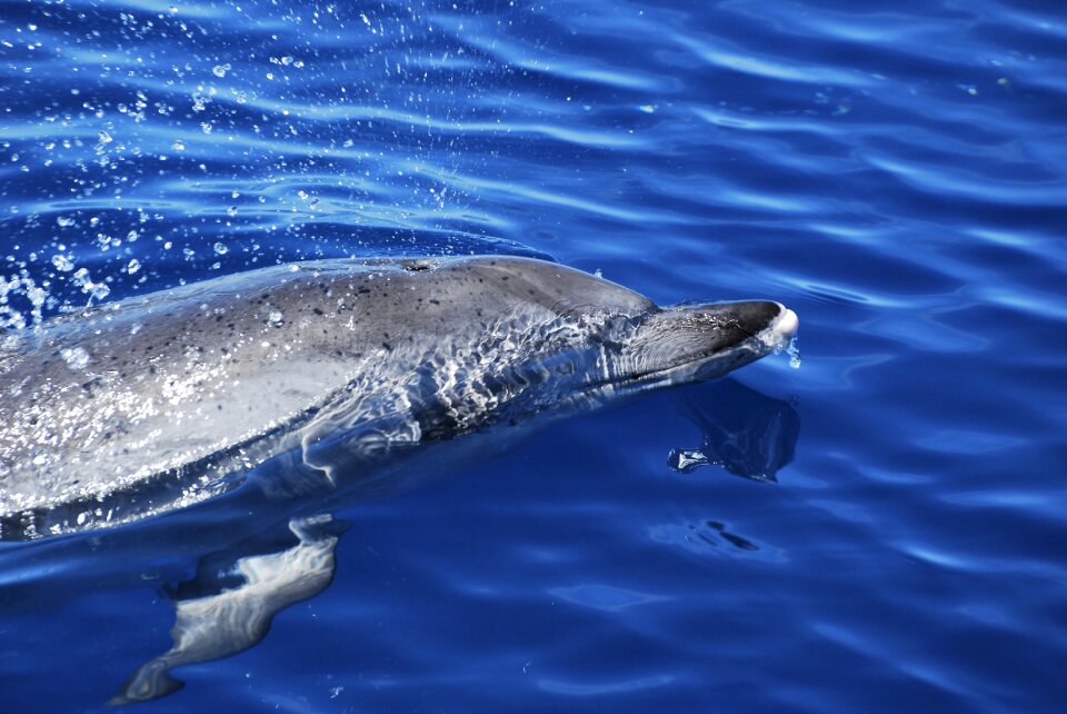 Ocean blower swimming