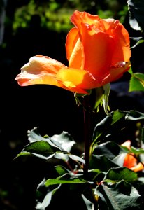 Rosa 'Louis de Funès' 08