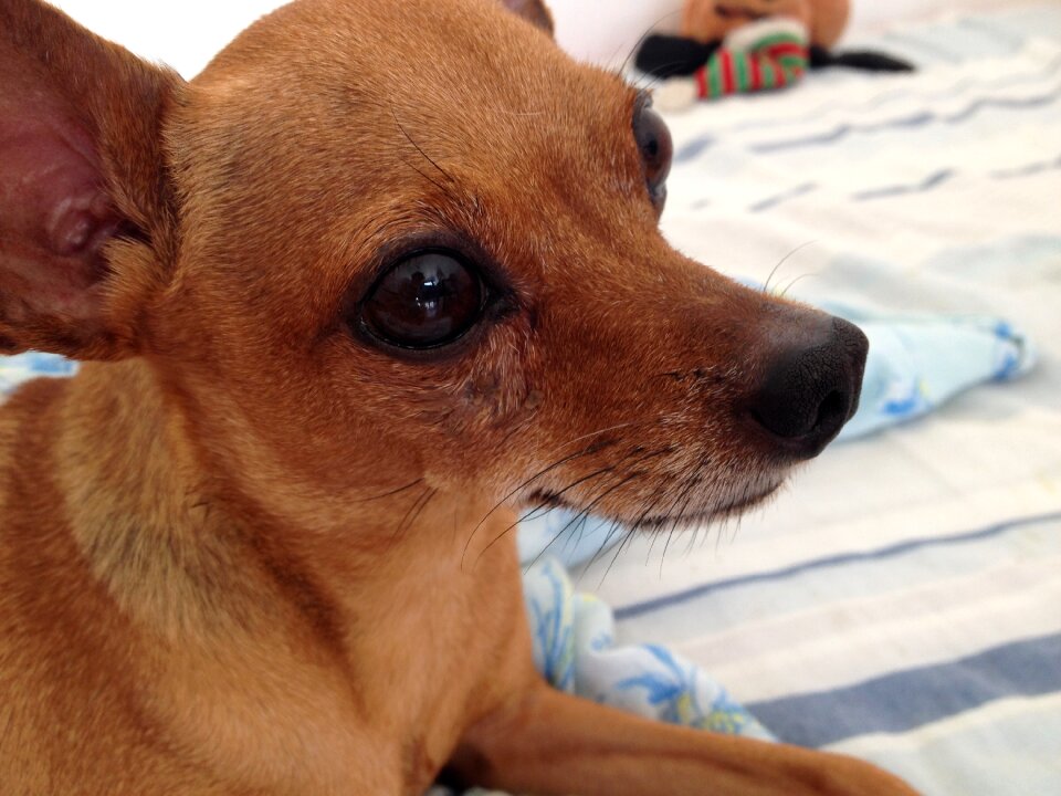 Pincher dog pets