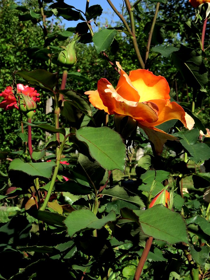 Rosa 'Louis de Funès' 01