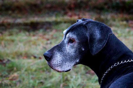 Mammal dog great dane photo