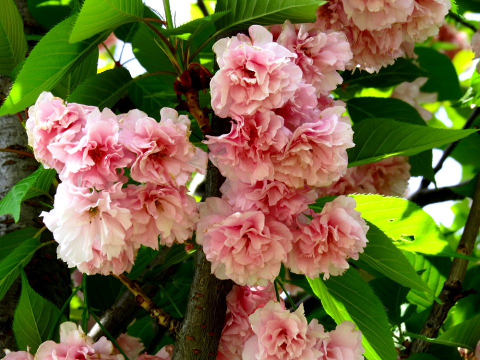 Sakura Kiev Grishko bot. garden