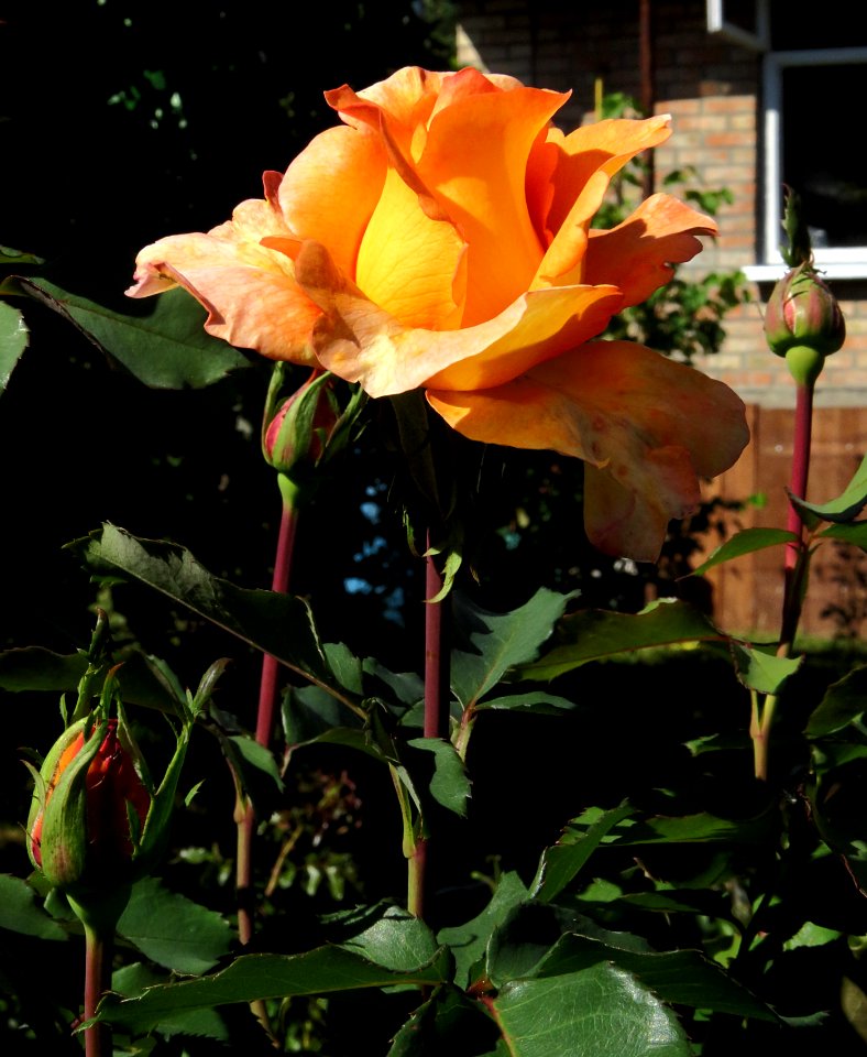 Rosa 'Louis de Funès' 02