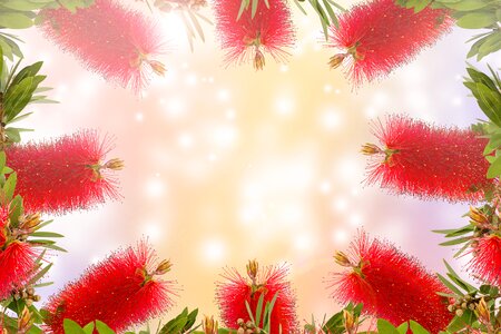 Bright flower color photo