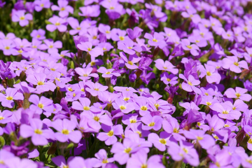 Violet blossom bloom