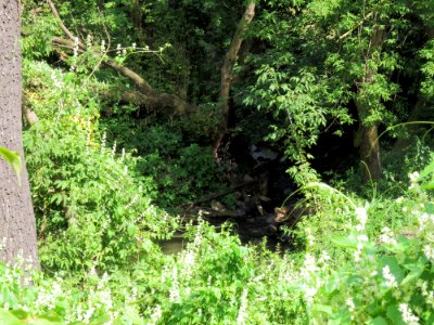 Rokach river7