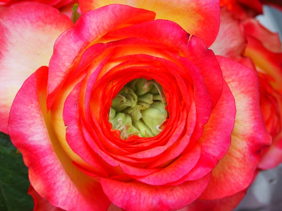 Floral flowers plant