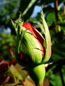 Rosa 'Louis de Funès' 11