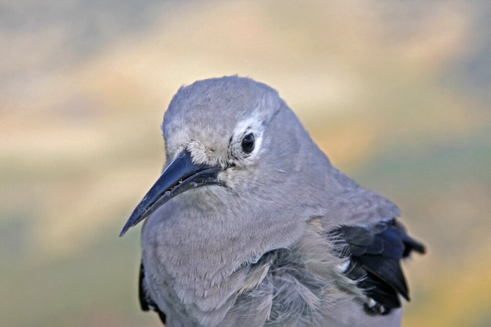 Animal feather bill